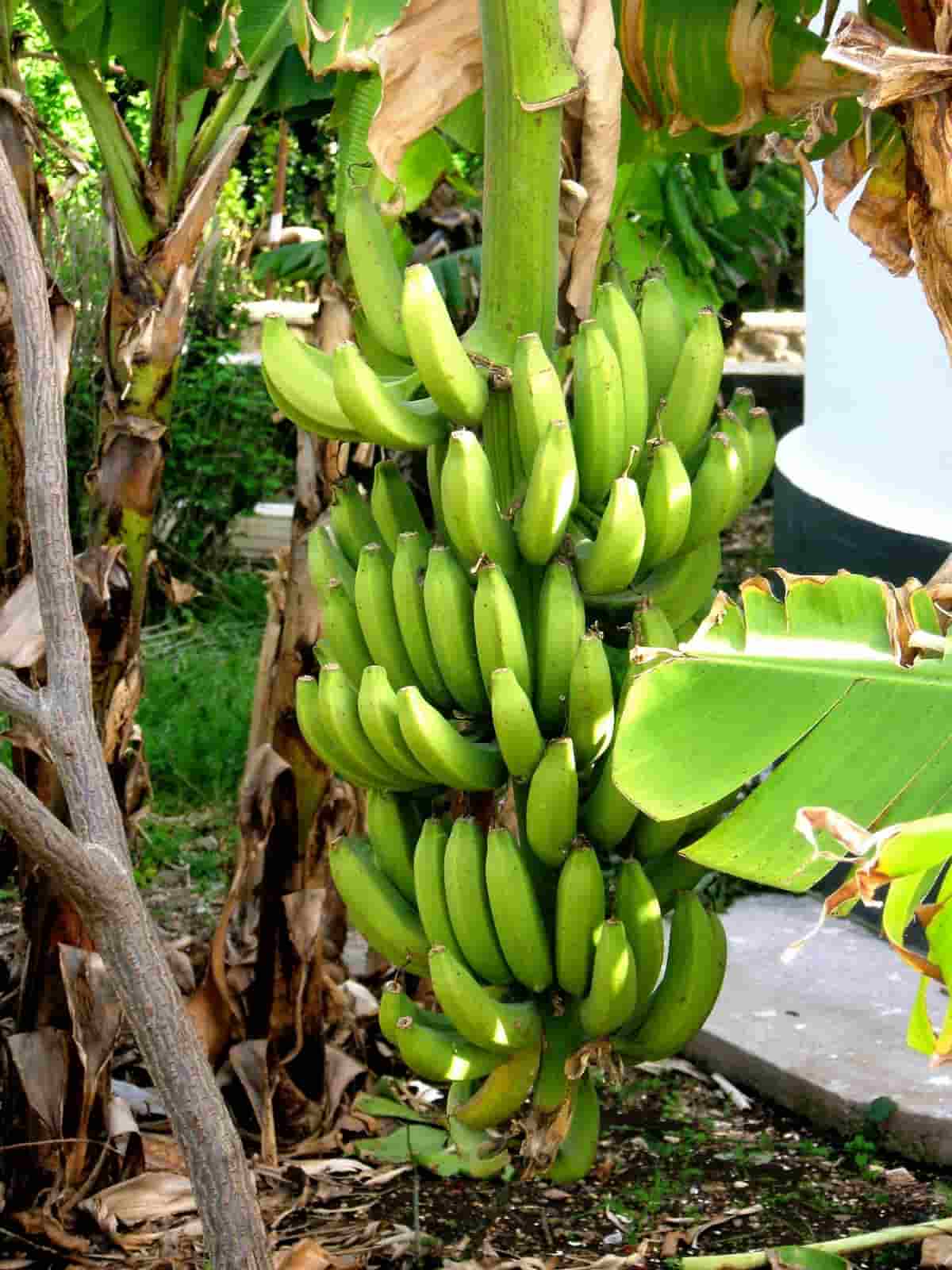 Grand Nain Banana