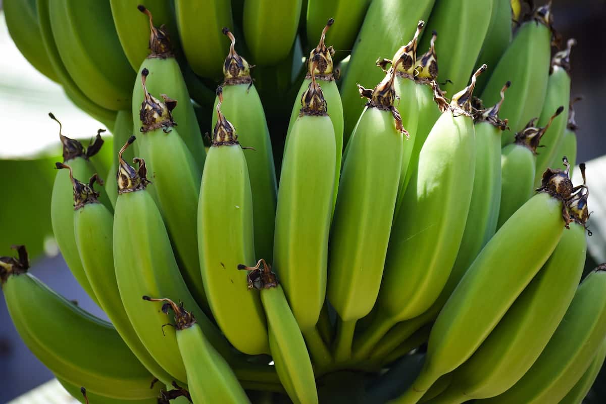 Grand Nain Bananas