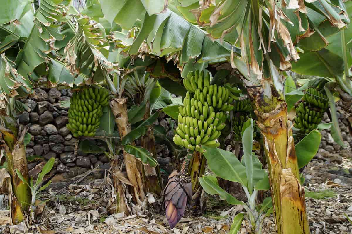 Grand Nain Banana Farming
