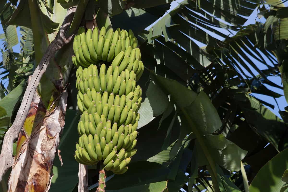 Grand Nain Banana Cultivation