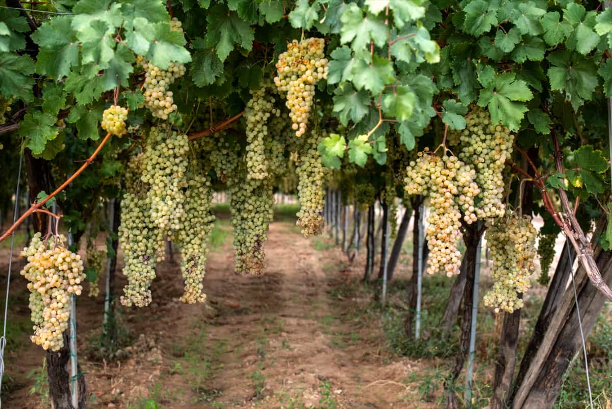 Grape Farming Techniques