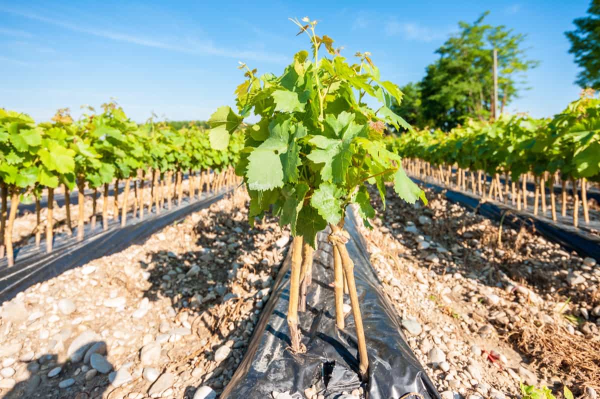 Young vine plants ready for transplanting in a vineyard