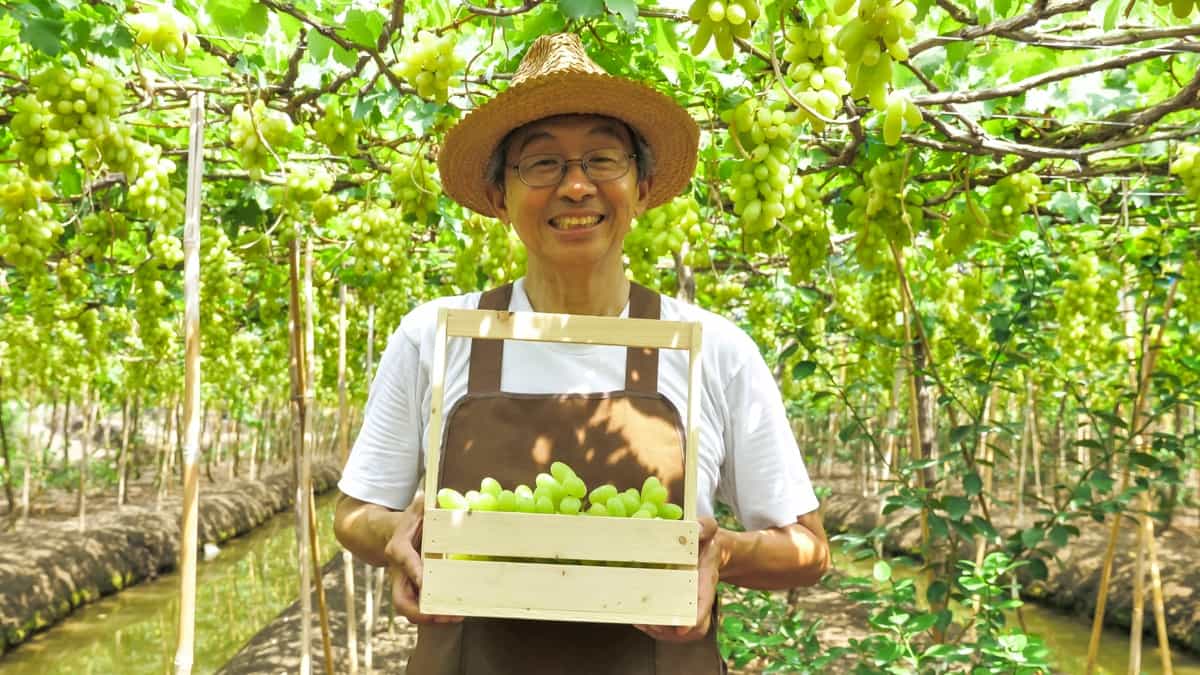 Freshly harvested grapes in the vineyard