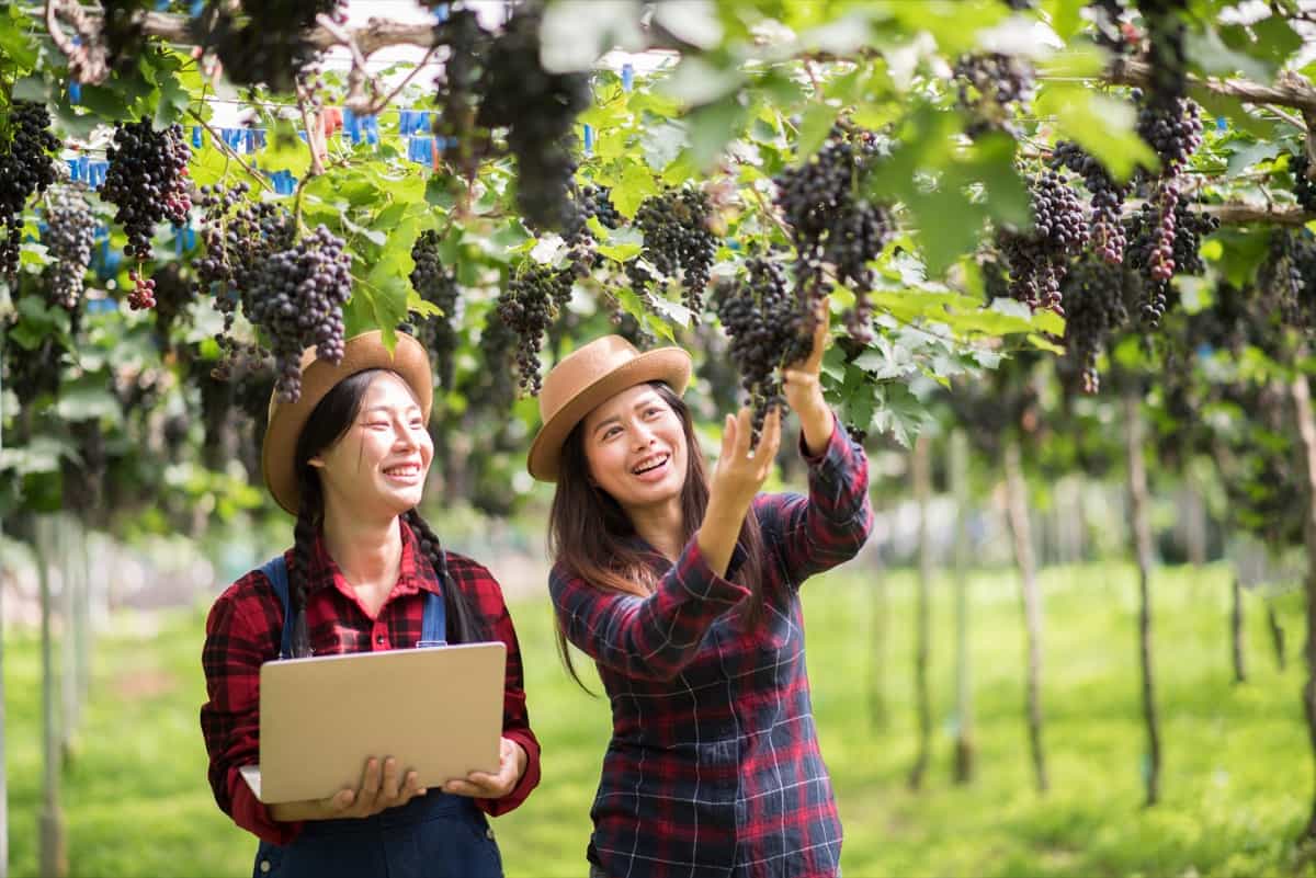Grape Growing in the Philippines: How to Plant and Grow Grapes in Philippine Soil, Cost and Profit