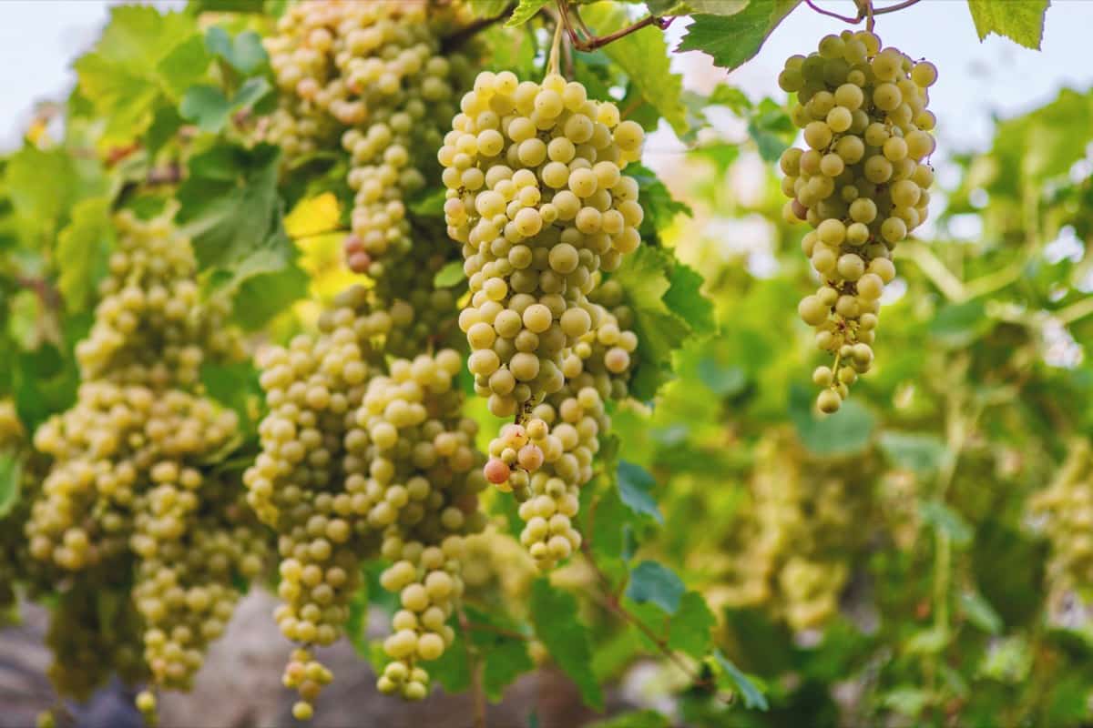 Grapes Ready for Harvesting