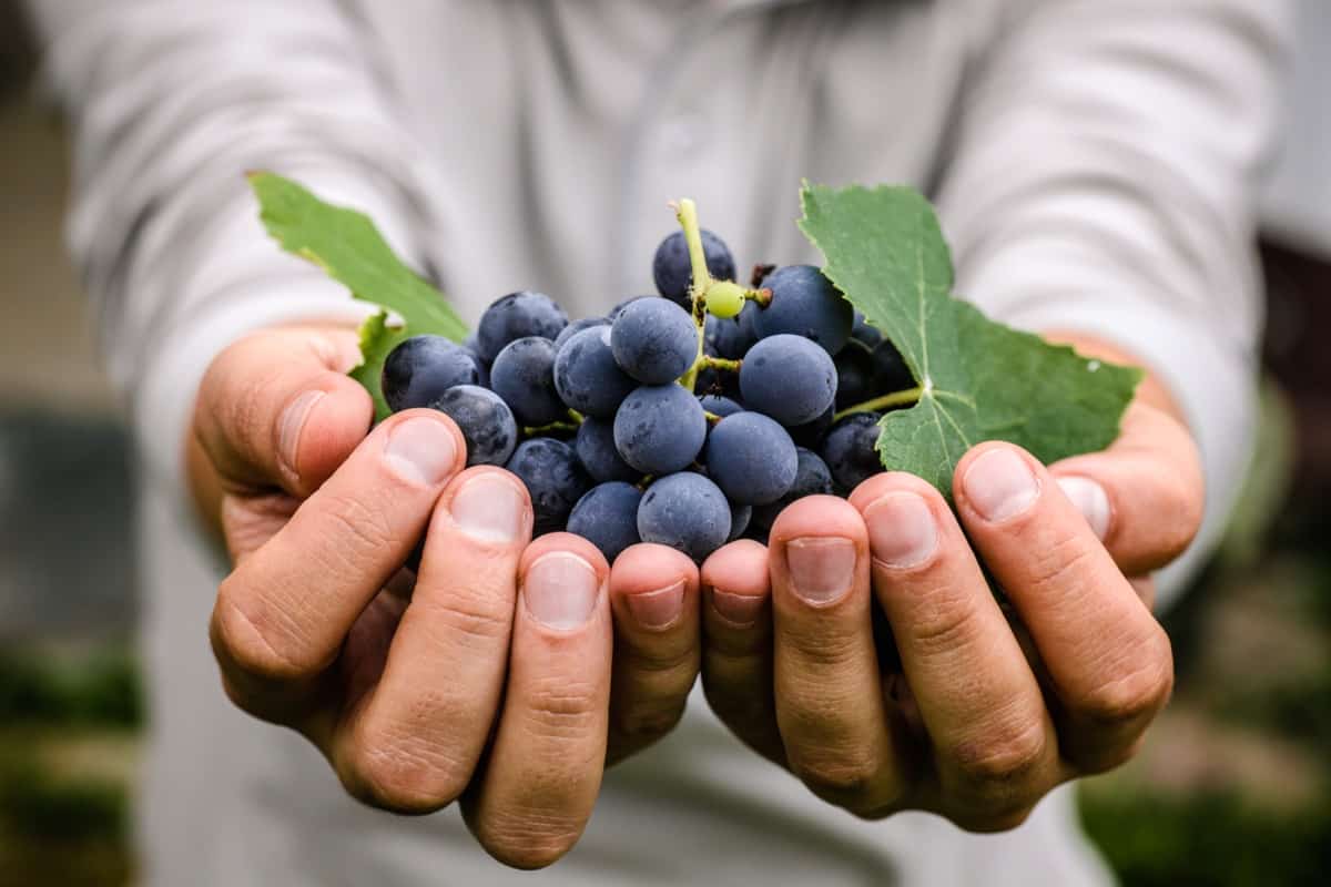 Top 20 Grape Varieties to Grow in India