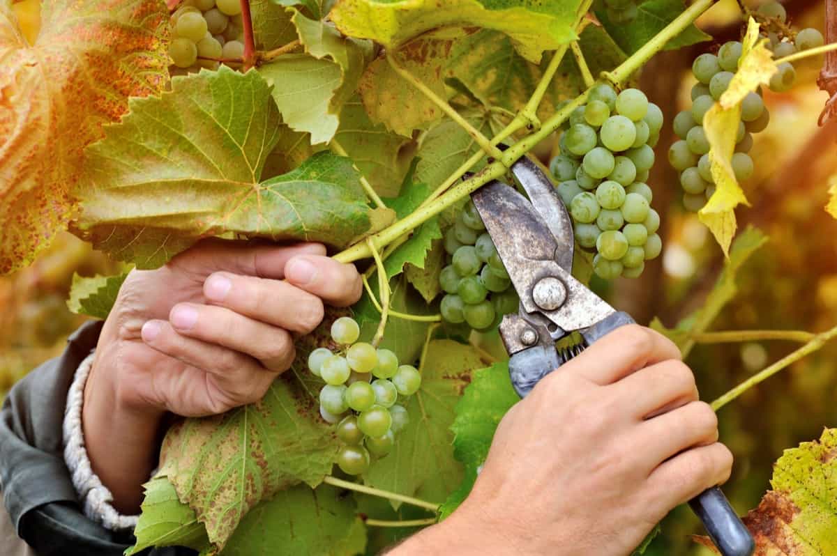 Pruning Techniques To Maximize The Fruitfulness Of Grapevines