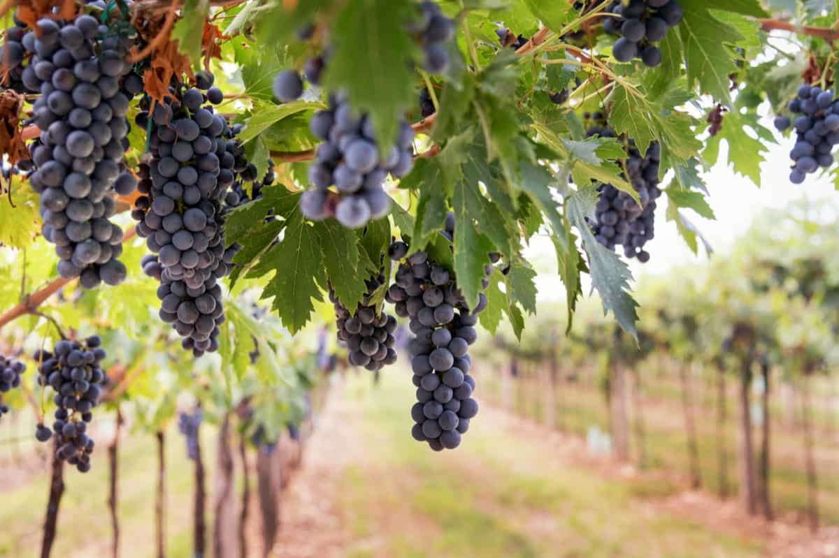 ripe black grapes hanging from the vine in a vineyard