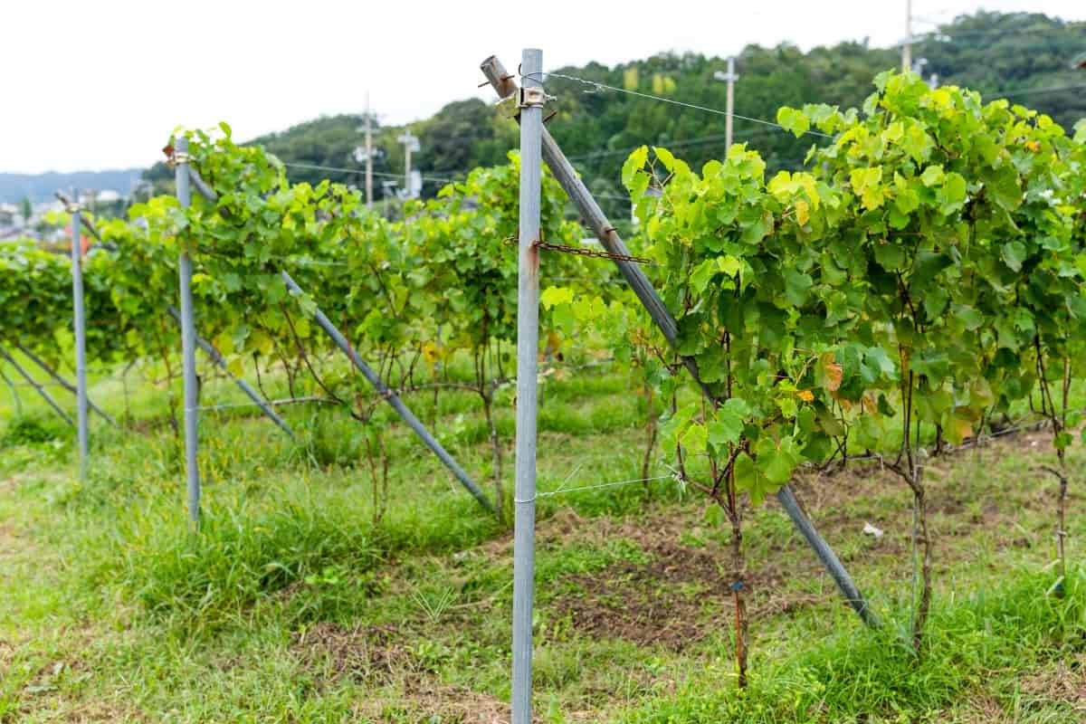 Monitoring And Adjusting Grapevine Canopy For Improved Sunlight Exposure And Air Circulation