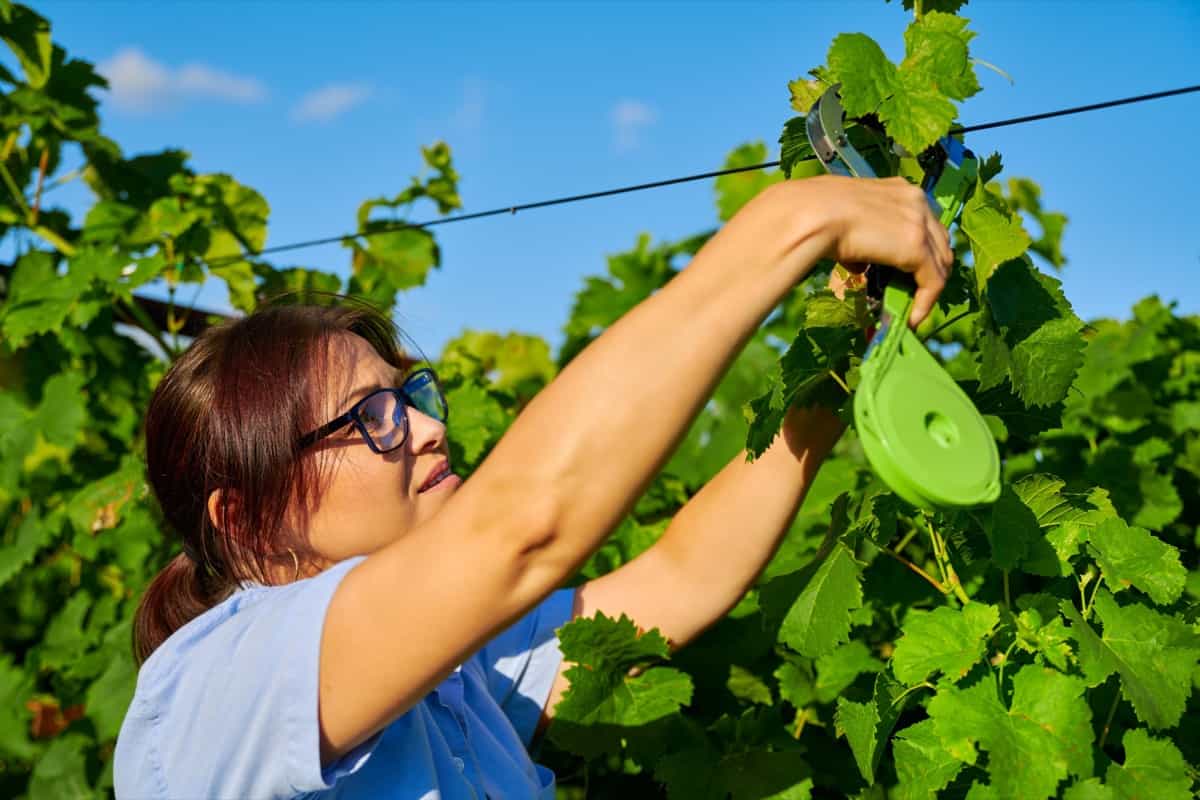 Tying up the vine in the vineyard in the spring summer season