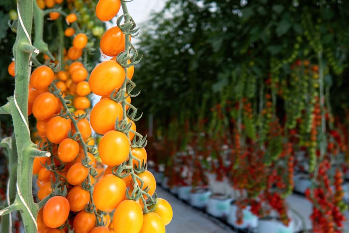 Greenhouse Tomato Farming 