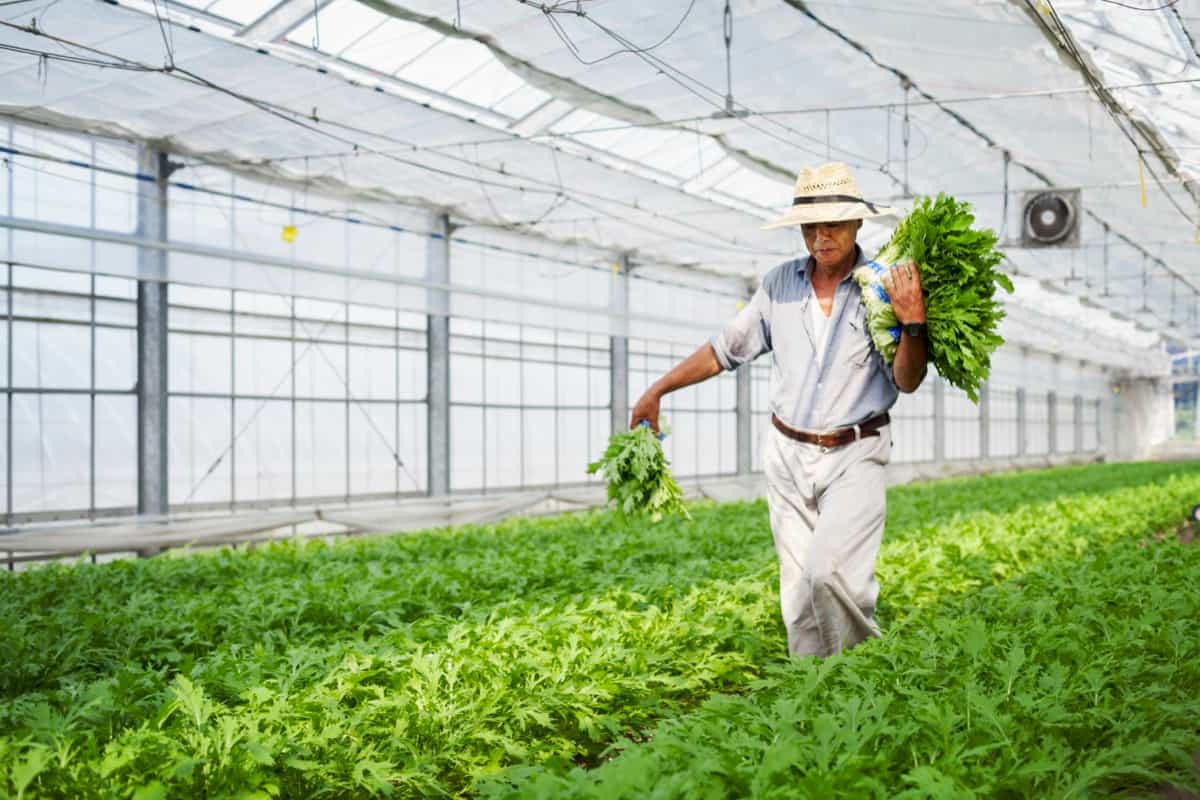 How to Start Greenhouse Farming in Arunachal Pradesh