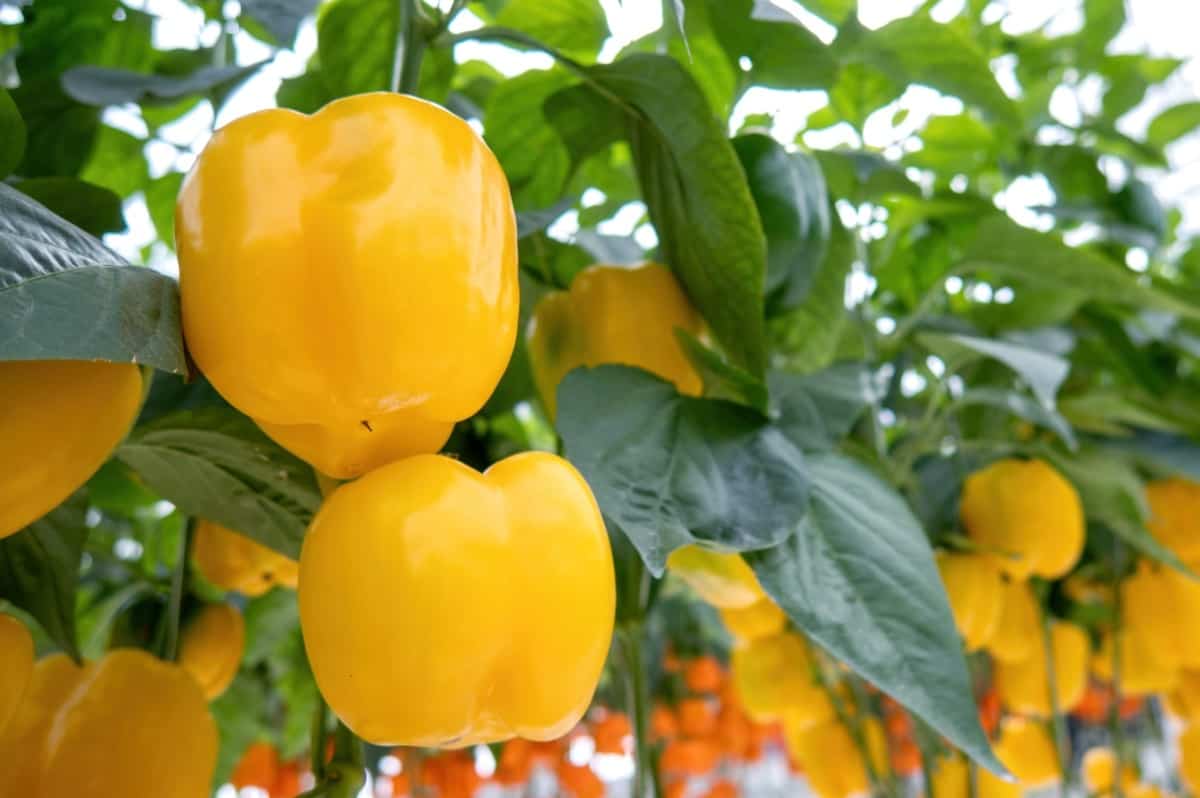 Yellow Pepper Farming