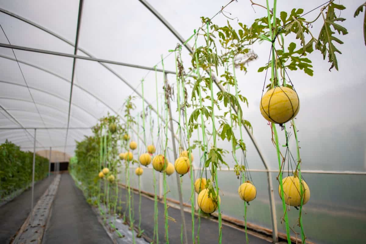 Greenhouse Fruit Farming