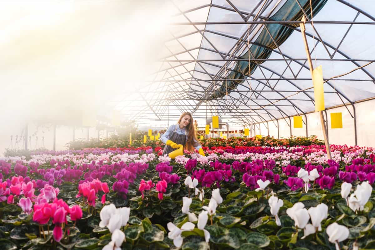 Farmer watering flowers in a greenhouse