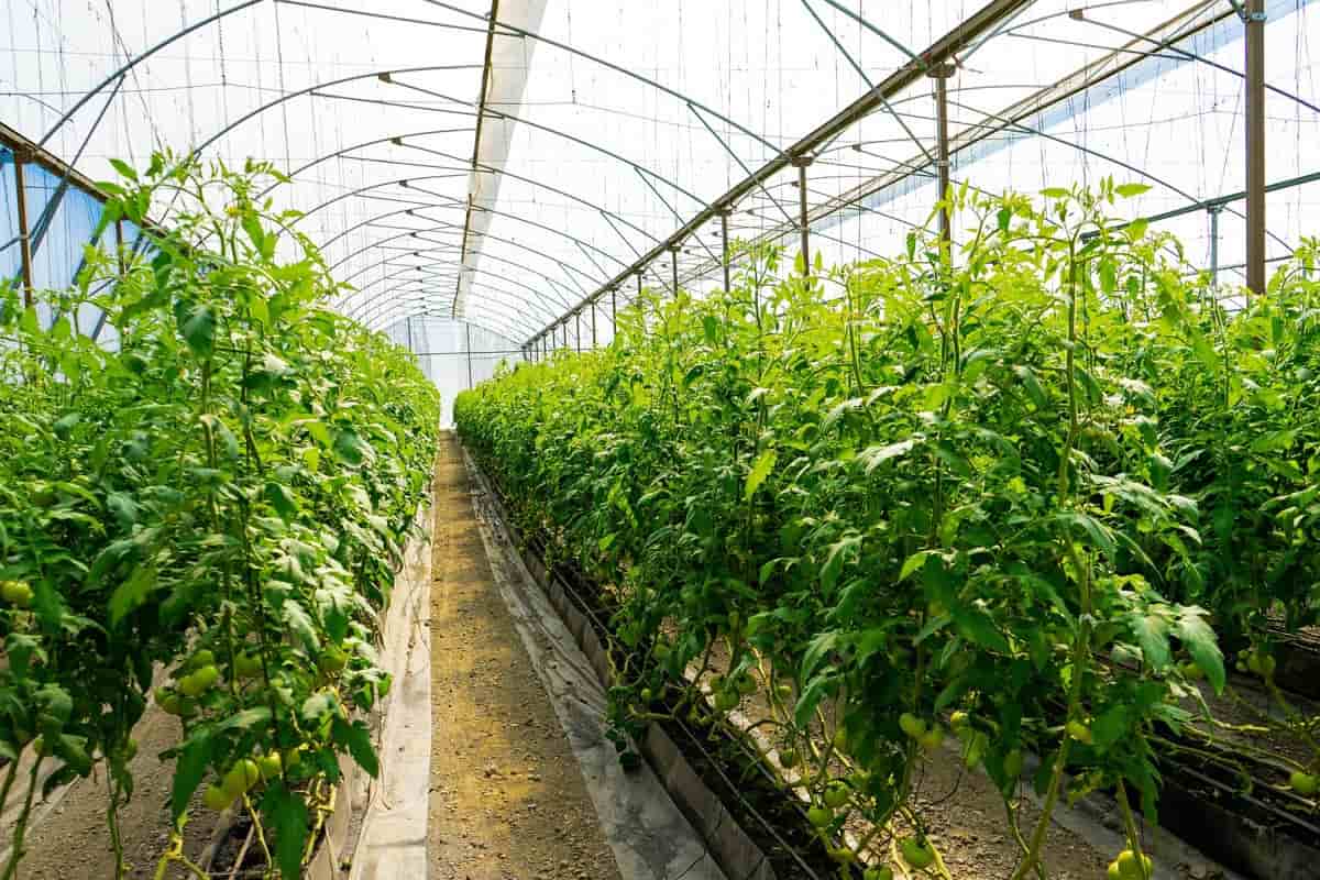Greenhouse Tomato Farming