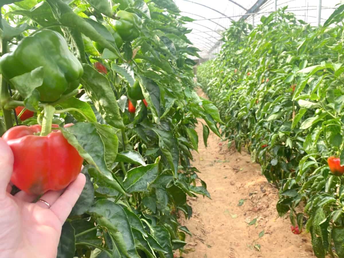 Greenhouse tomato farming
