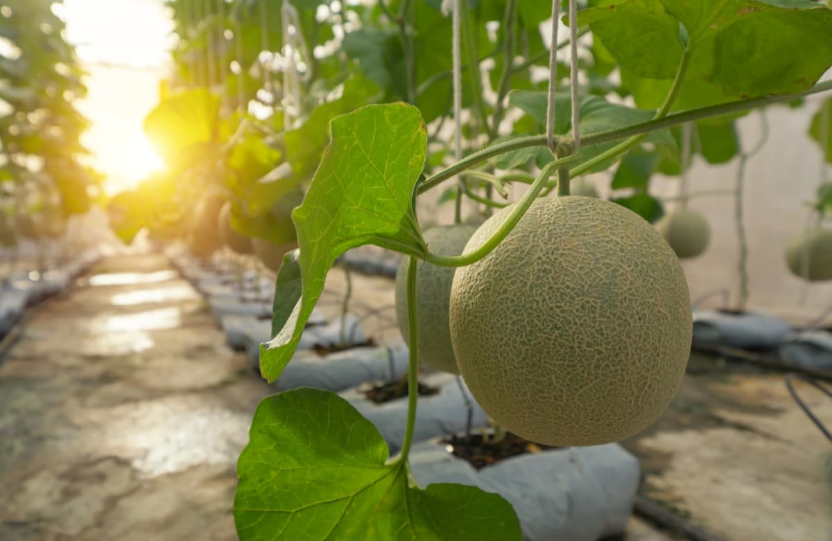 Greenhouse Fruit Farming