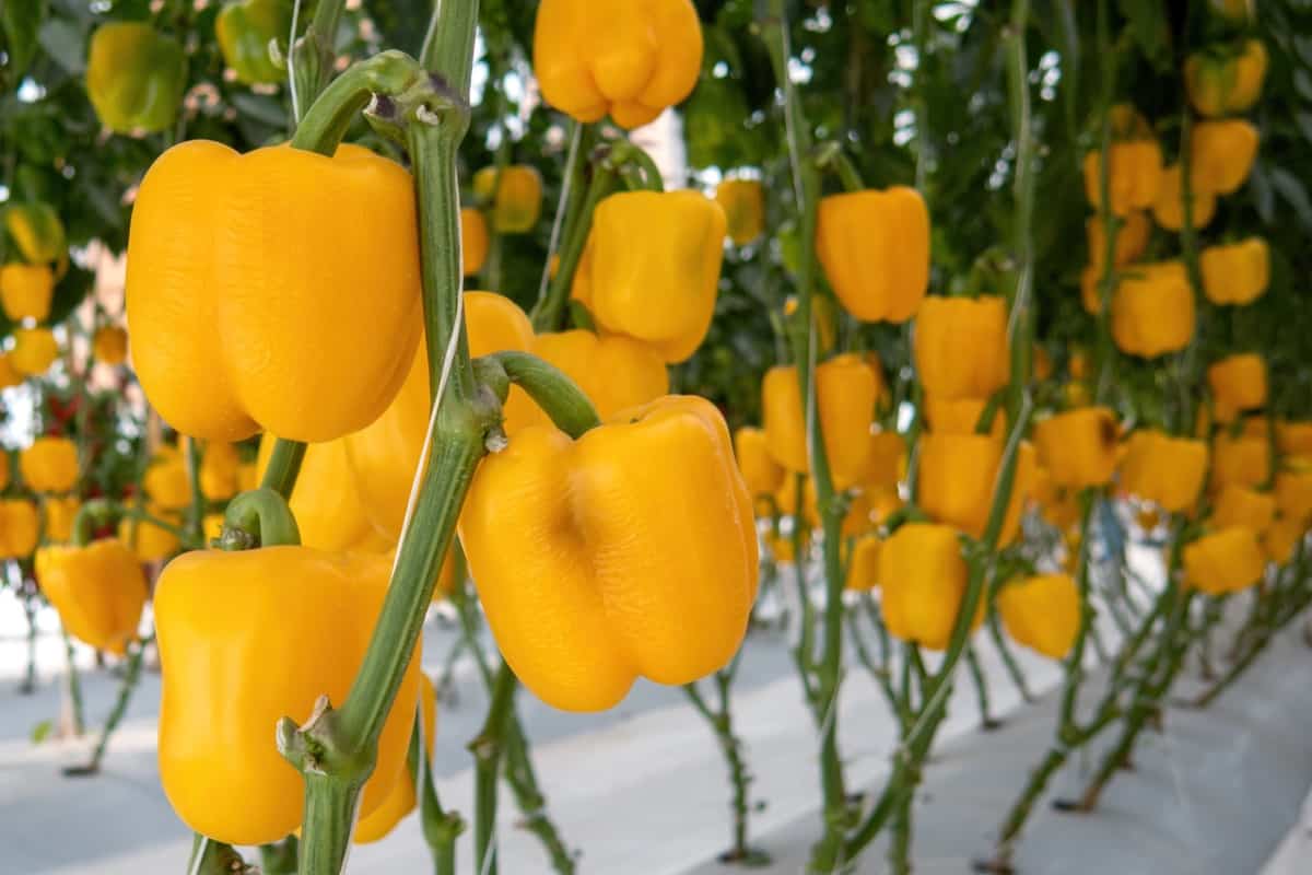 Greenhouse Yellow Pepper Farming