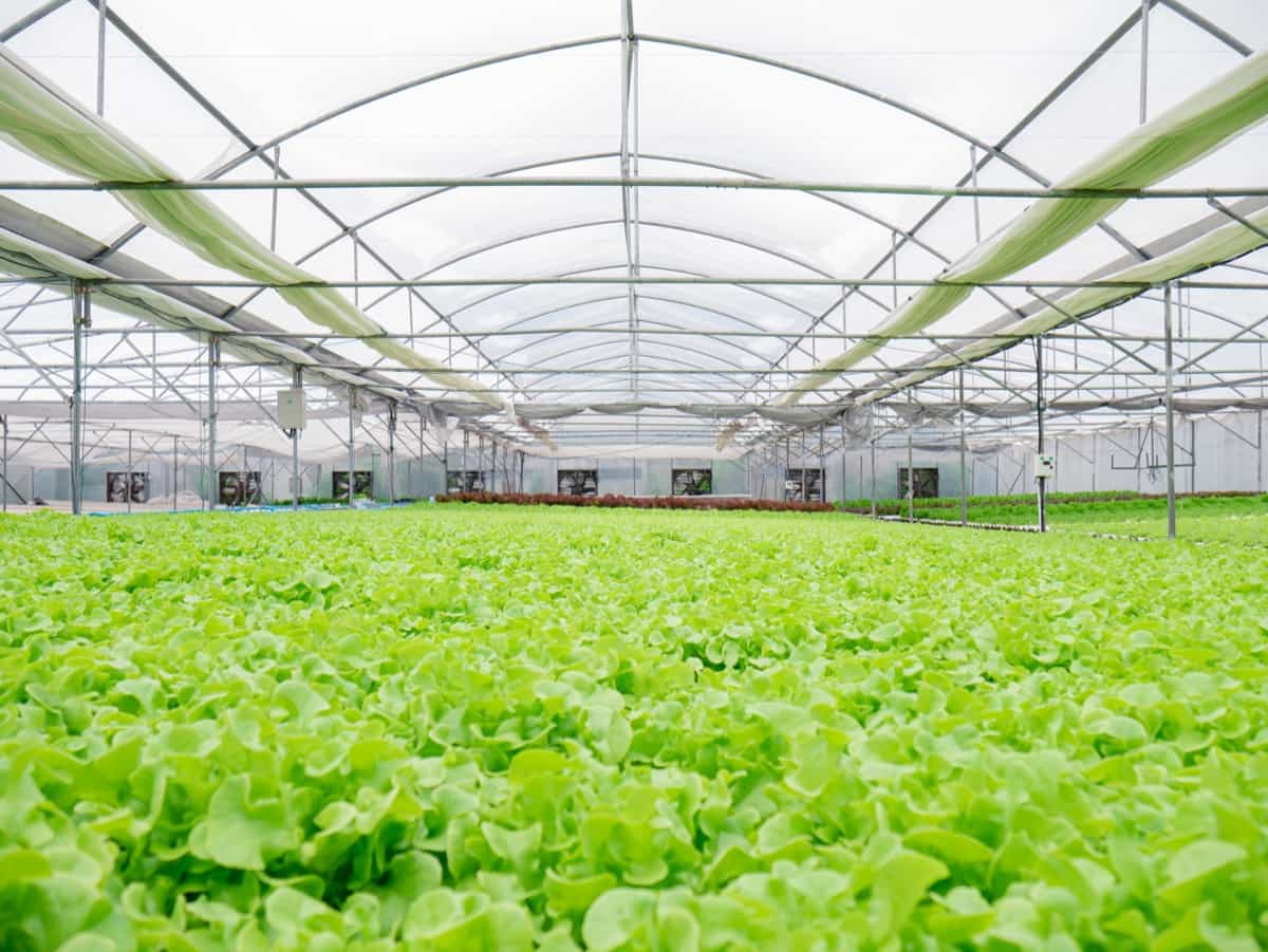 Greenhouse Salad Farming