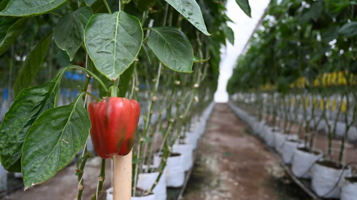 Greenhouse Pepper Farming