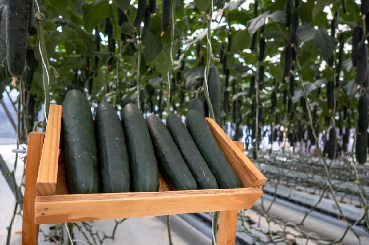 Greenhouse Cucumber Harvest