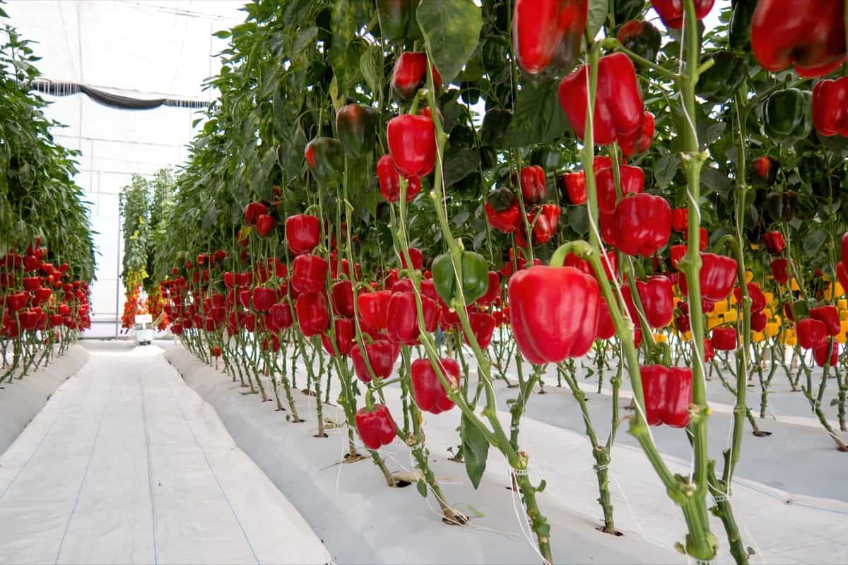 Greenhouse Red Pepper Farming