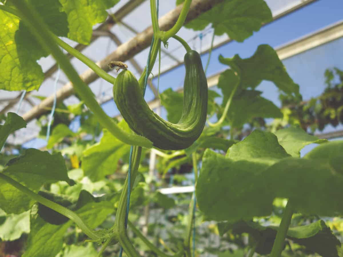 Cucumber Greenhouse Farming