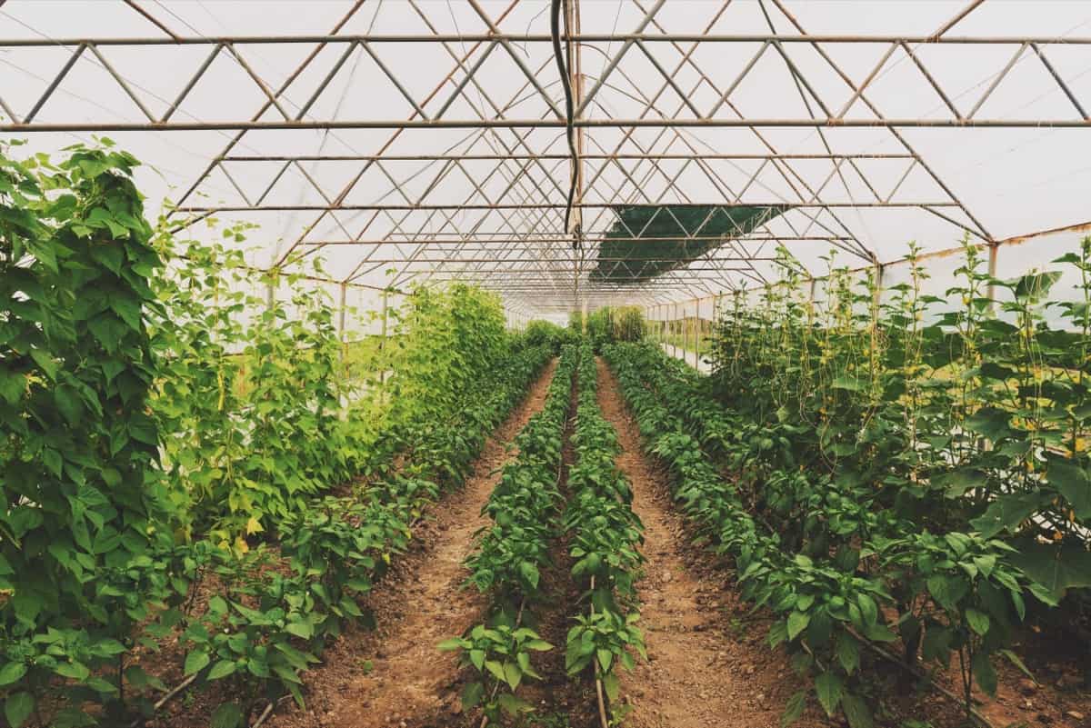 Vegetable Greenhouse Farming
