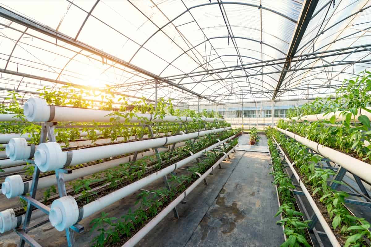 Greenhouse Vegetable Farm