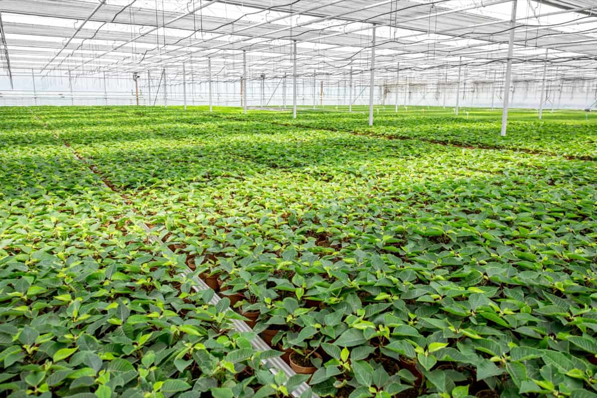 Greenhouse Farming in West Bengal