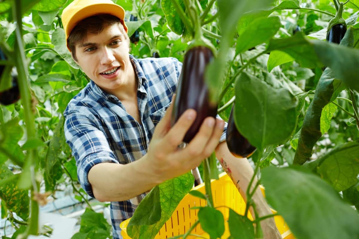 Greenhouse Eggplant Farming