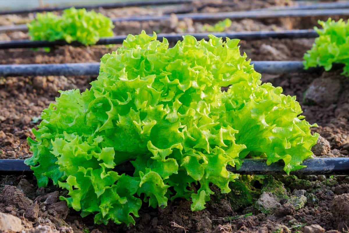 Greenhouse Lettuce Farming