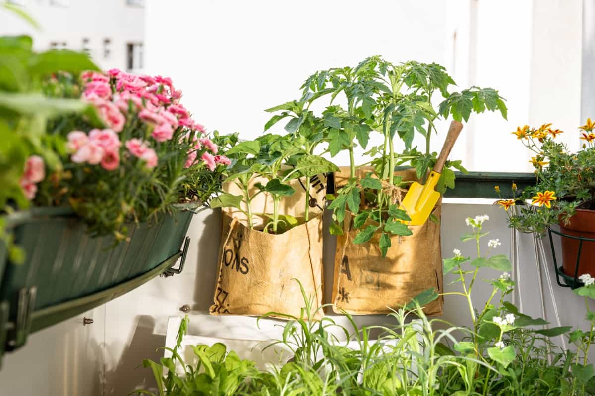 Recycled growing bags for tomato flowers on balcony