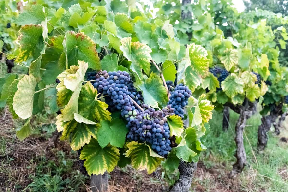 How to Grow Grapes Organically in Maharashtra