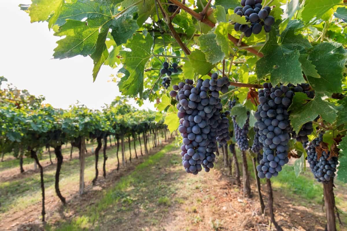Organic Black Grapes Farming