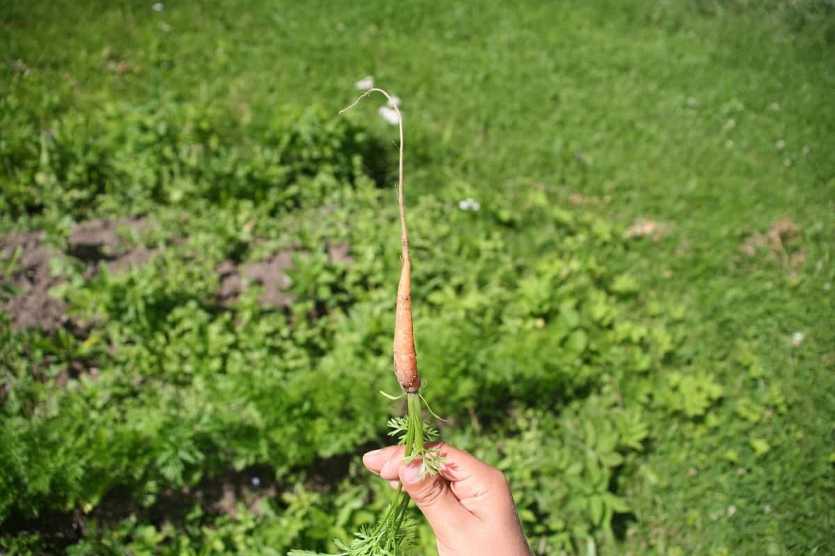 Growing Carrots Organically in Punjab