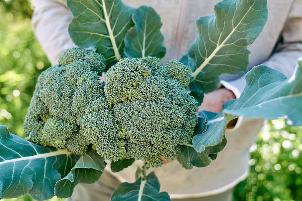 Fresh Broccoli Harvest