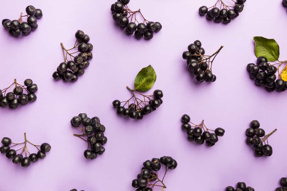 Guide to Elderberry Farming