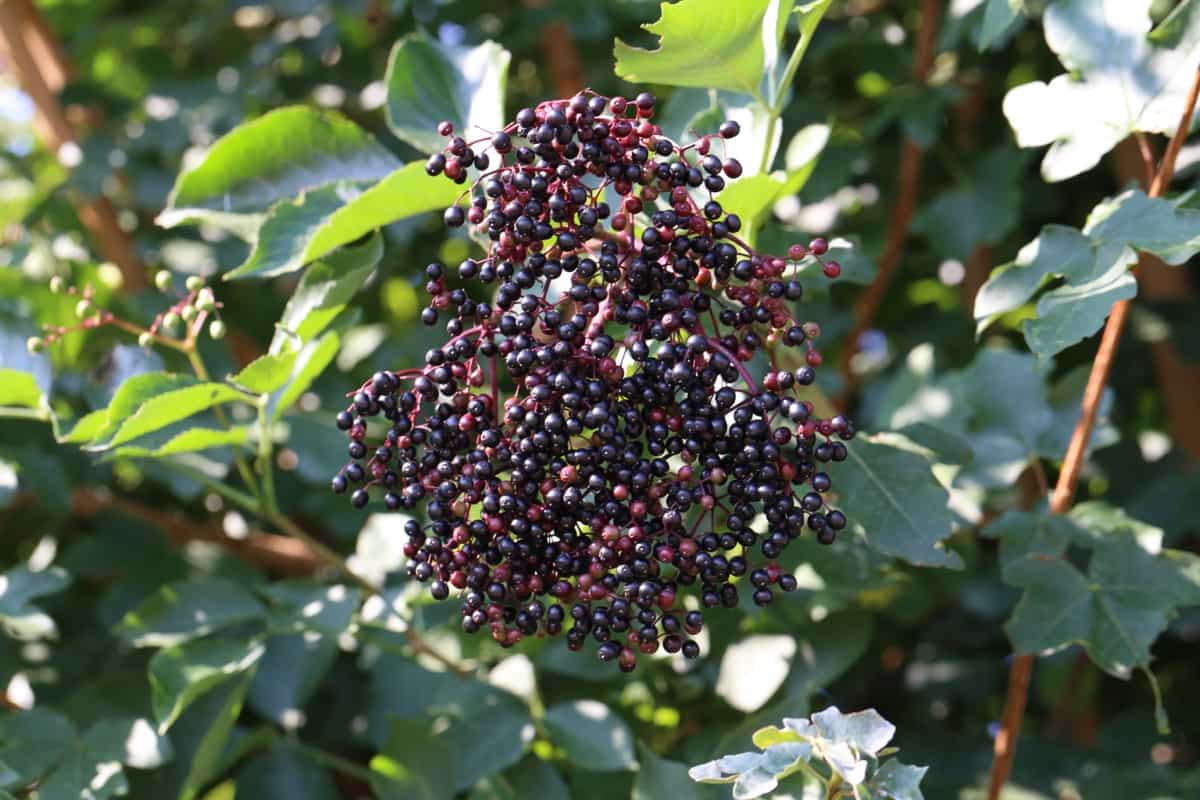 elderberry in the forest