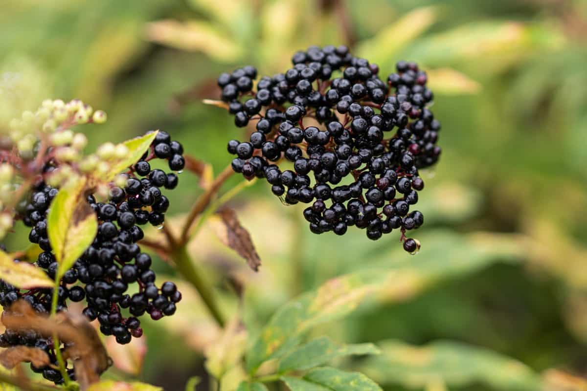 black elderberry in garden