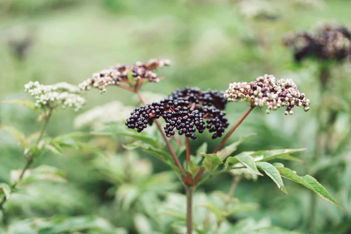 elderberry plant