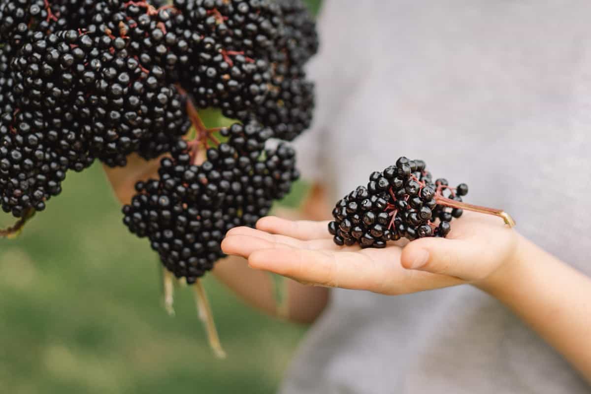 Ultimate Guide to Growing Elderberry: Propagation, Planting, Yield, Cost and Profit