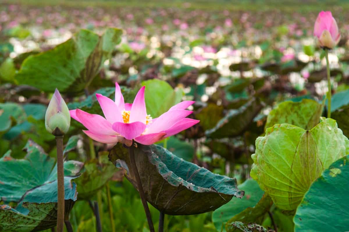 Guide to Lotus Cultivation