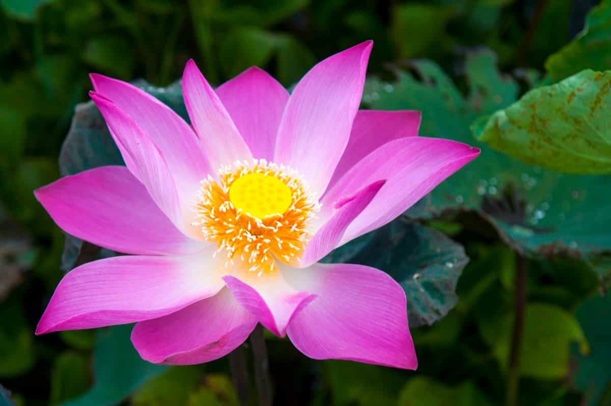 Asian pink lotus flower