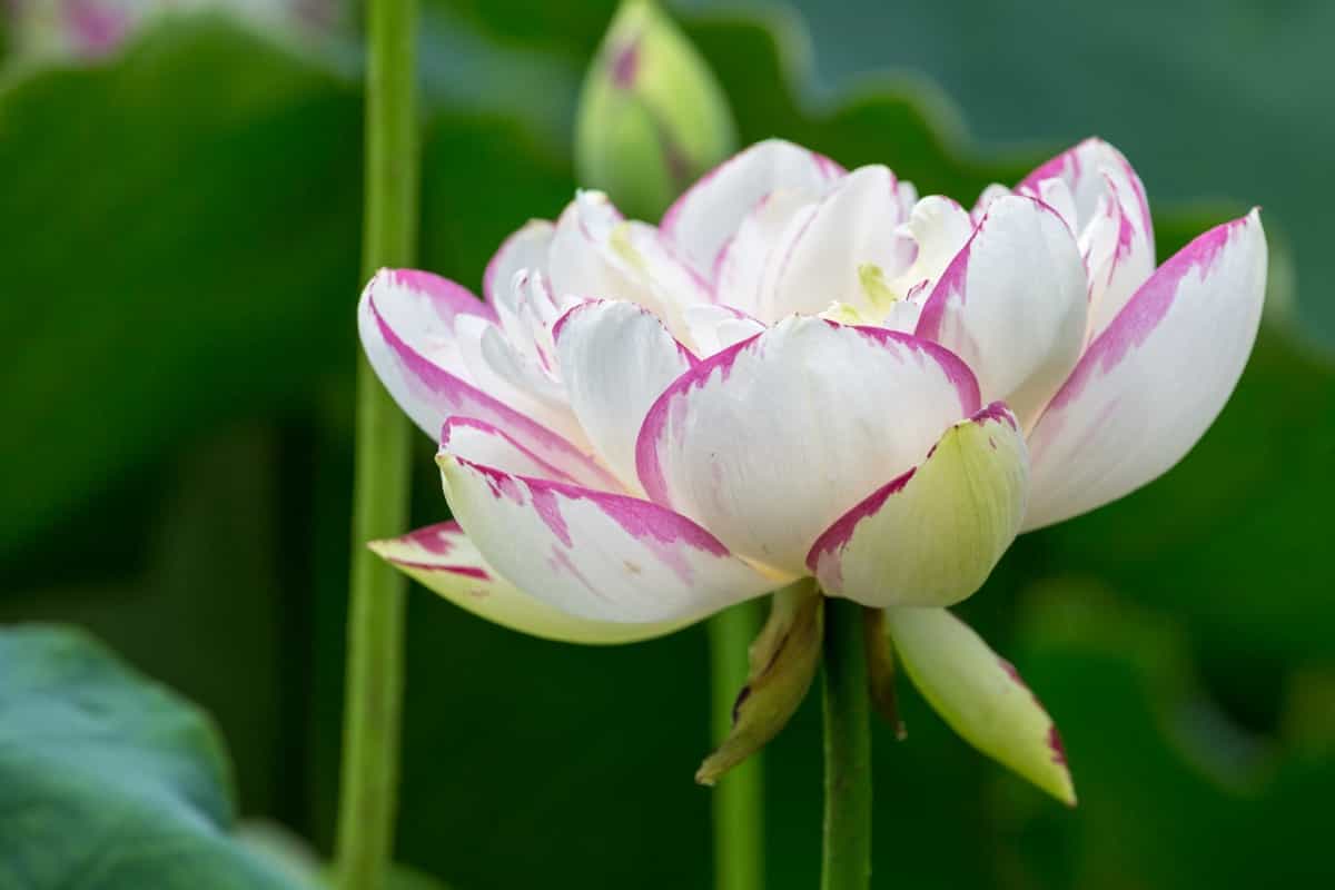 buddha lotus flower 