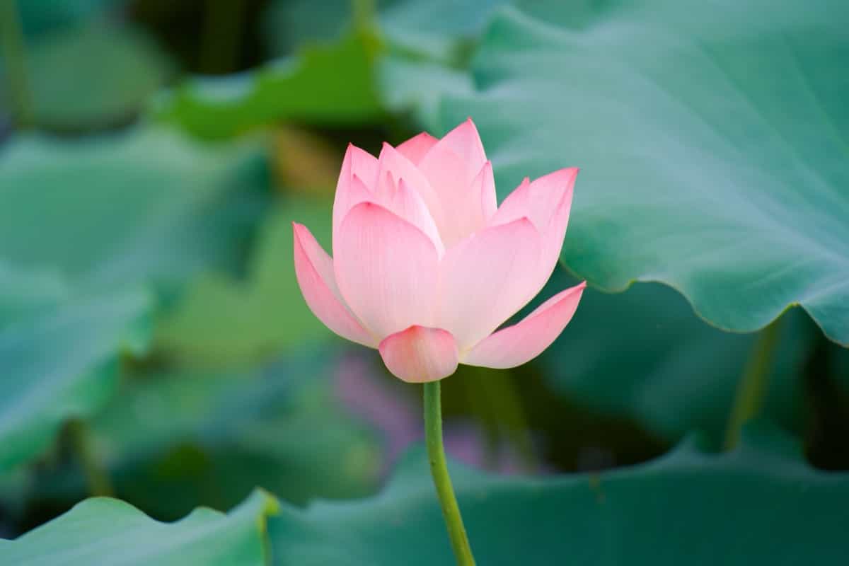 pink lotus flower growing in a lush garden setting, with large green foliage