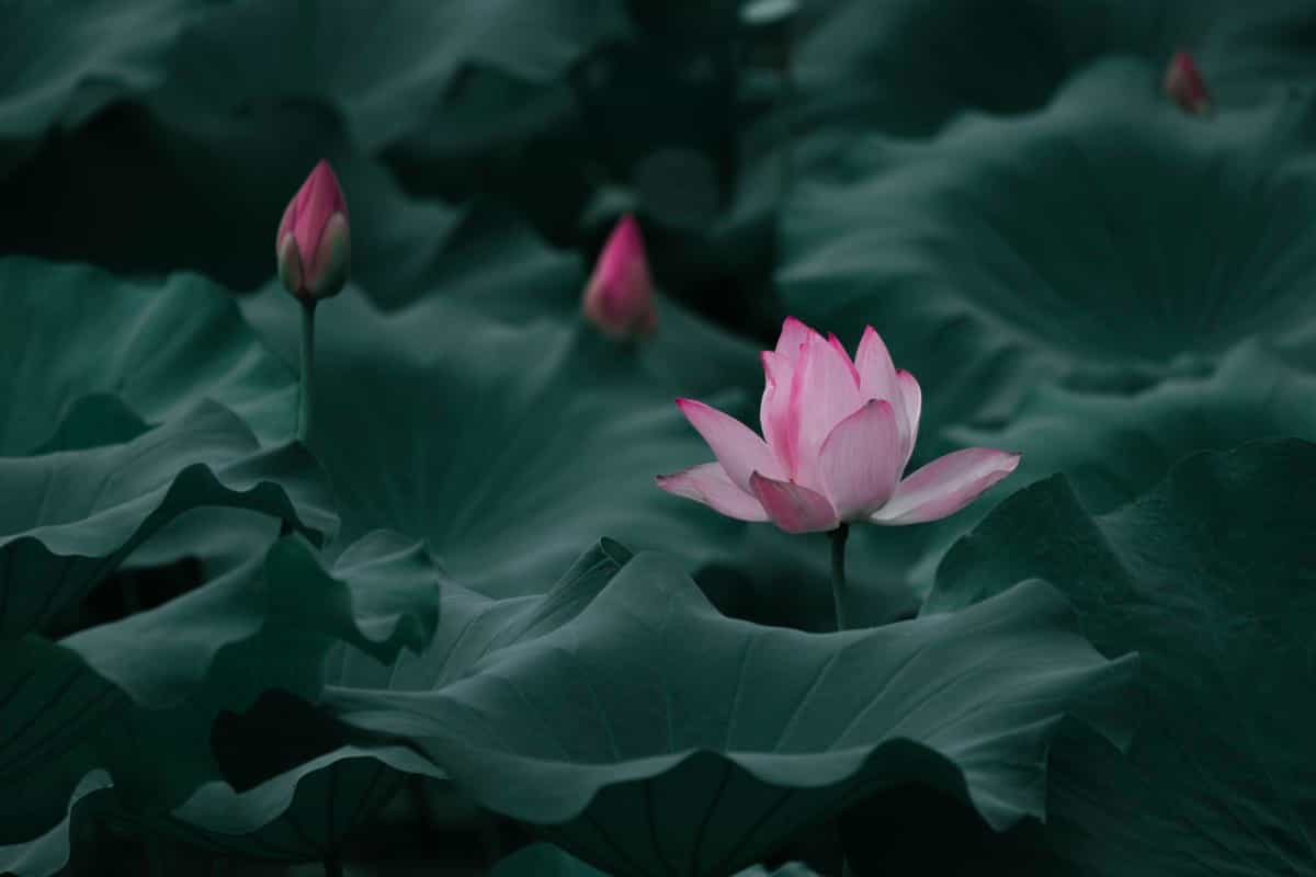 blooming Lotus flowers