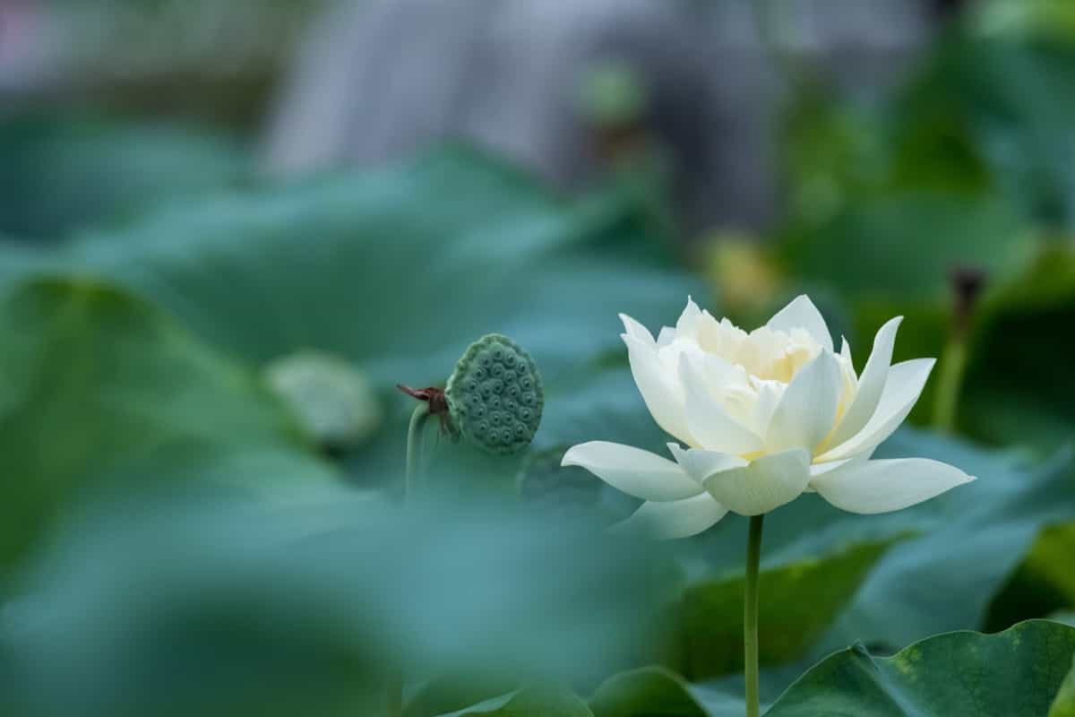 Guide to Lotus Cultivation6