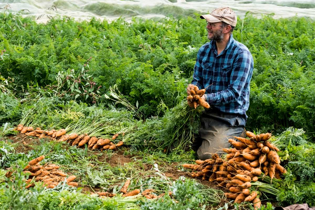  Organic Carrot Farming